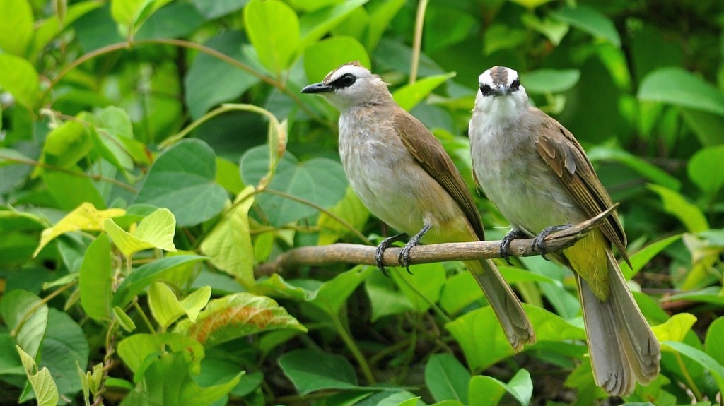 Bulbul goavier