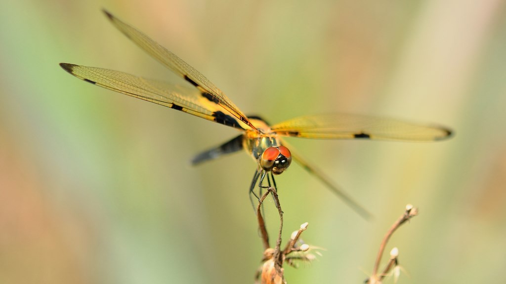 phyllis rhyothemis