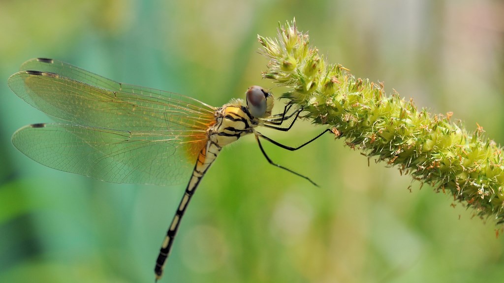 Trithemis pallidinervis, dancing dropwing