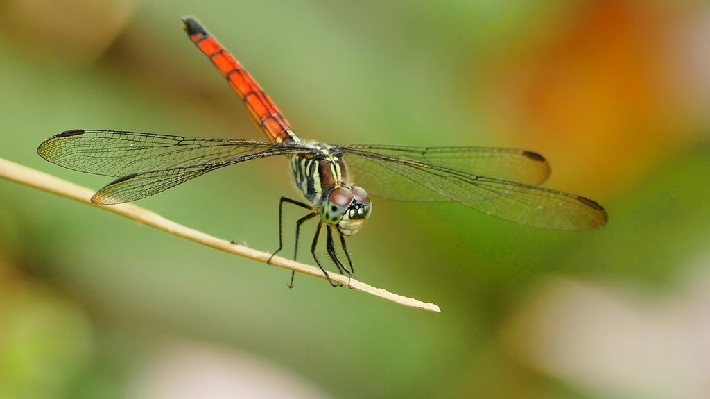 ​Lathrecista asiatica