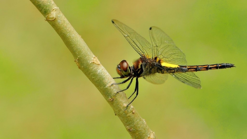 Pseudothemis jorina