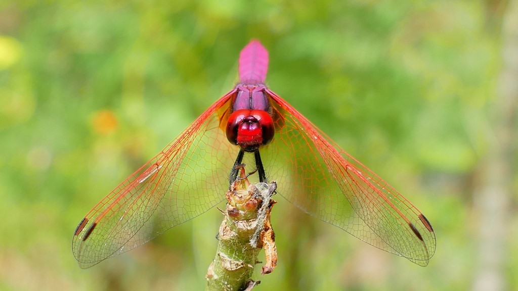 Trithemis aurora