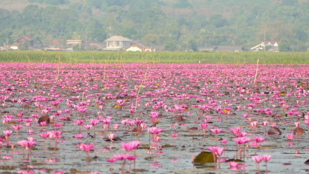 Thale Noi