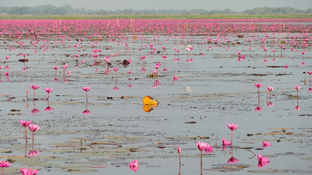 Thale Noi