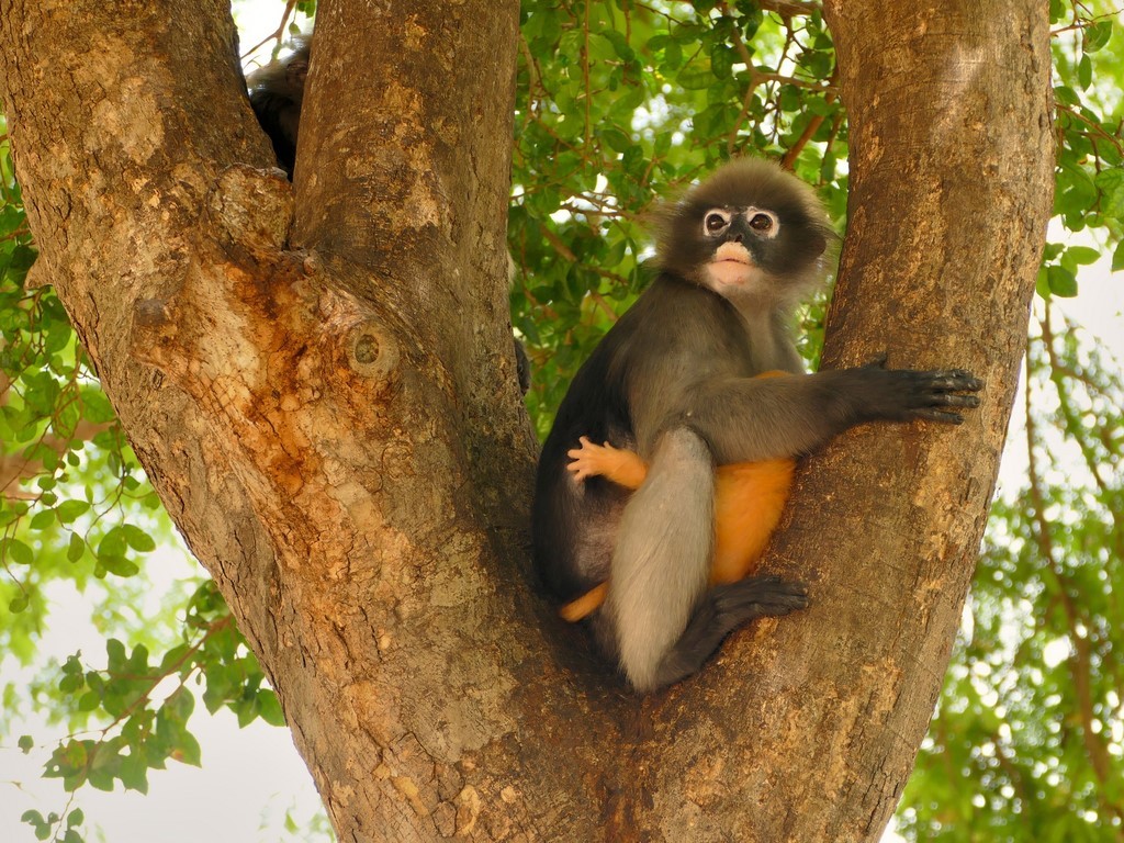 Prachuap Khiri Khan, Khao Lom Muak, langur