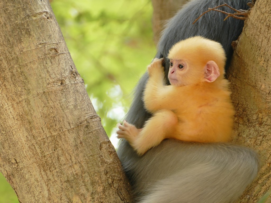 Prachuap Khiri Khan, Khao Lom Muak, langur