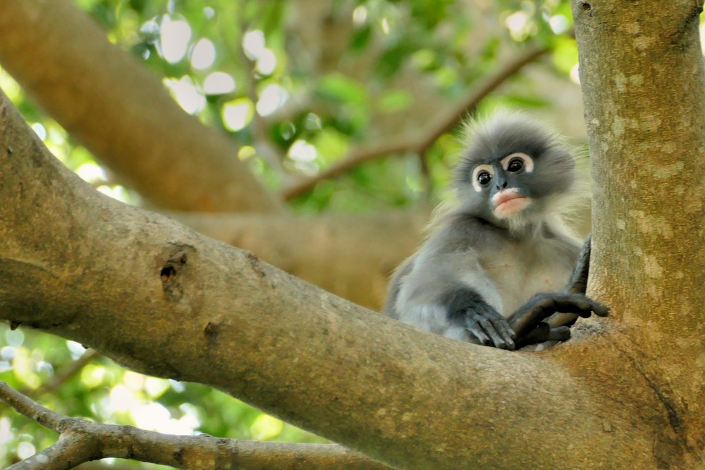 Prachuap Khiri Khan, Khao Lom Muak, langur