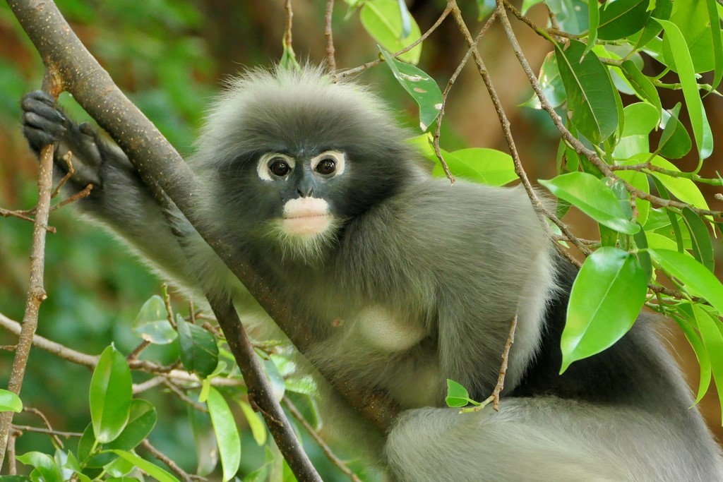Prachuap Khiri Khan, Khao Lom Muak, langur