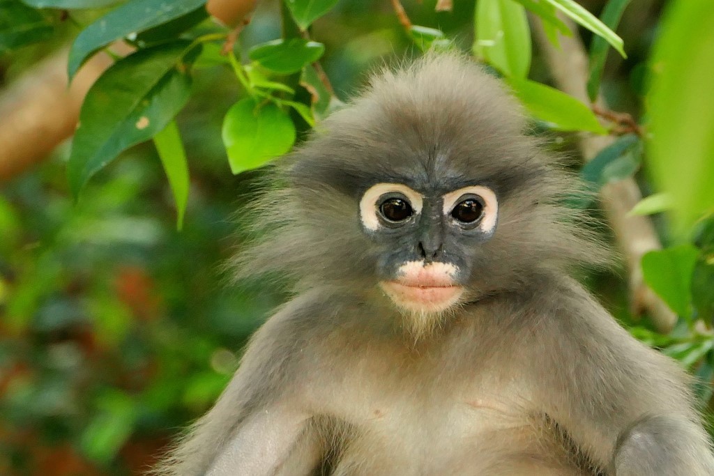 Prachuap Khiri Khan, Khao Lom Muak, langur