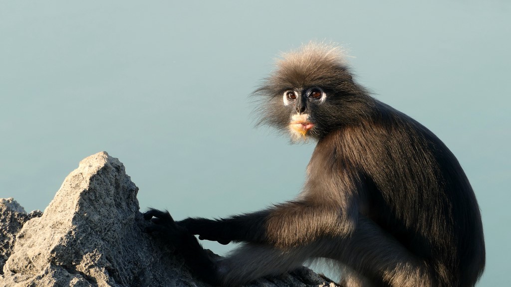 Prachuap Khiri Khan, Khao Lom Muak, langur