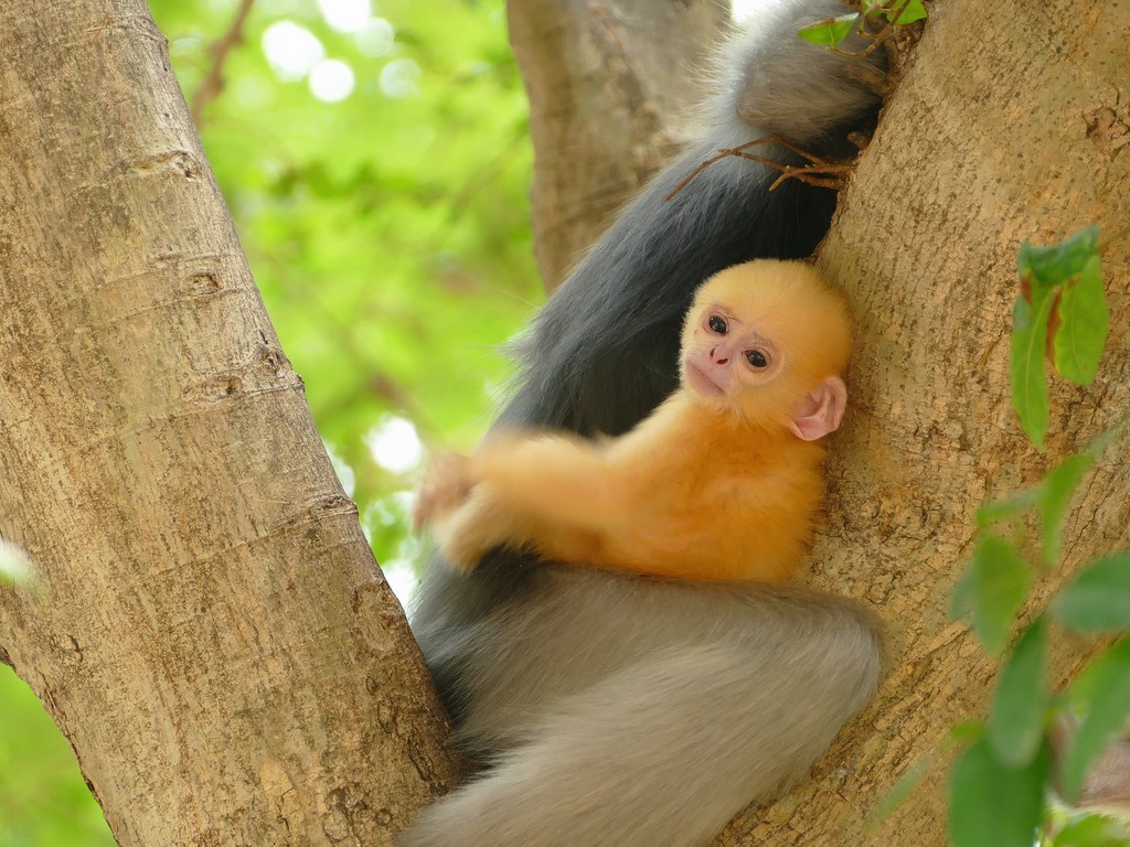 Prachuap Khiri Khan, Khao Lom Muak, langur