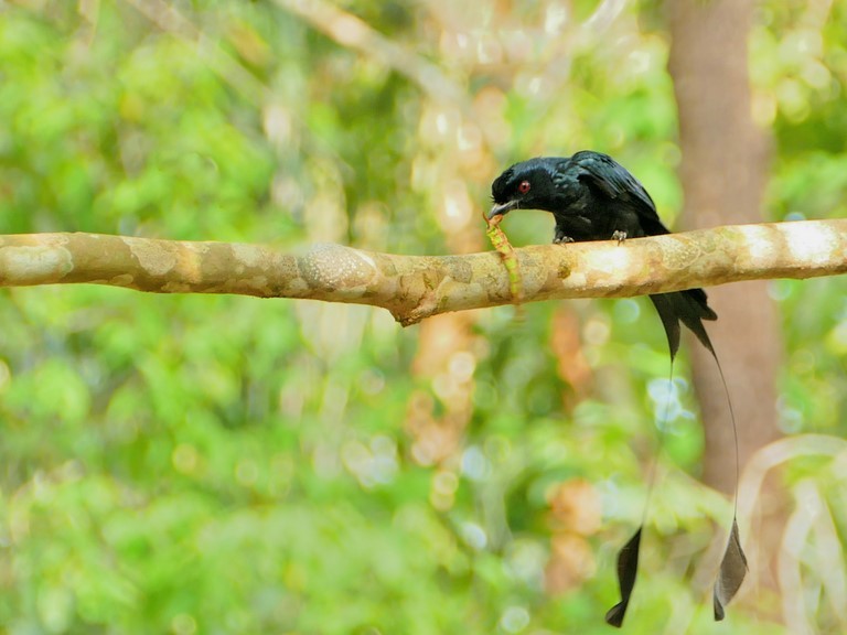 Drongo à raquettes