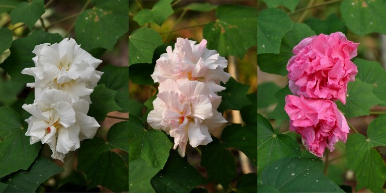 Hibiscus thailande