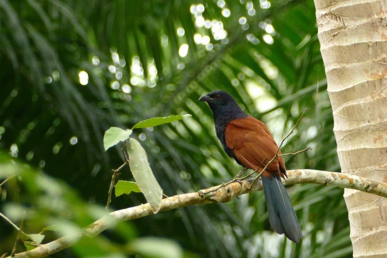 Grand Coucal