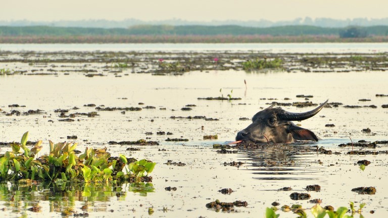 Thale Noi