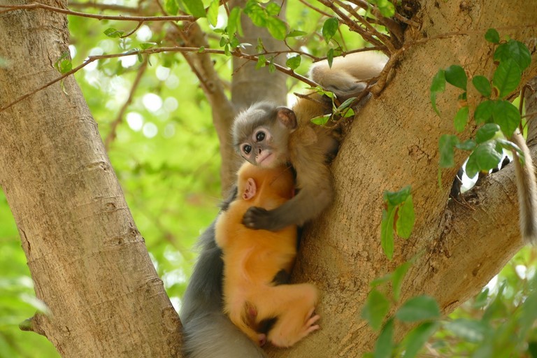 Prachuap Khiri Khan, Khao Lom Muak, langur