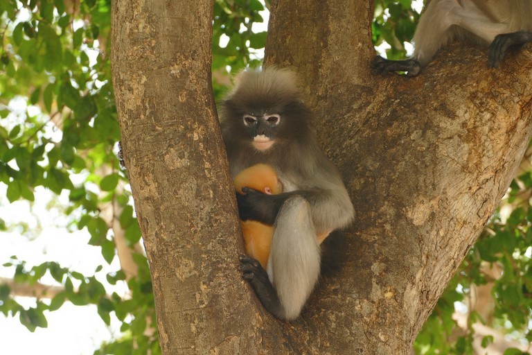 Prachuap Khiri Khan, Khao Lom Muak, langur