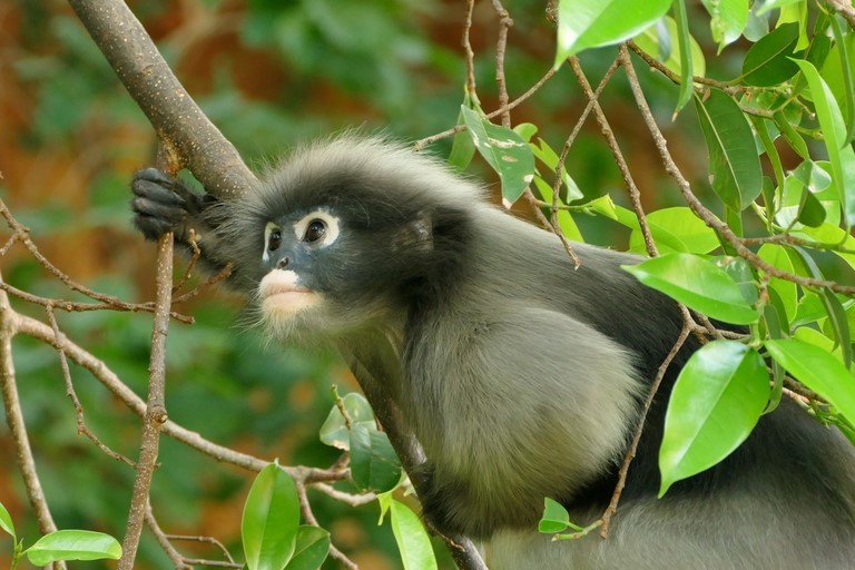 Prachuap Khiri Khan, Khao Lom Muak, langur