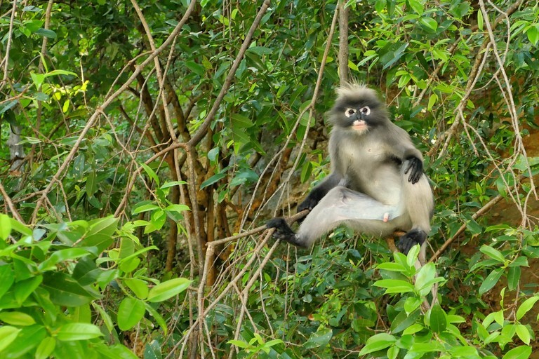 Prachuap Khiri Khan, Khao Lom Muak, langur