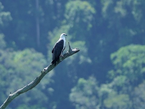 Khao Sok