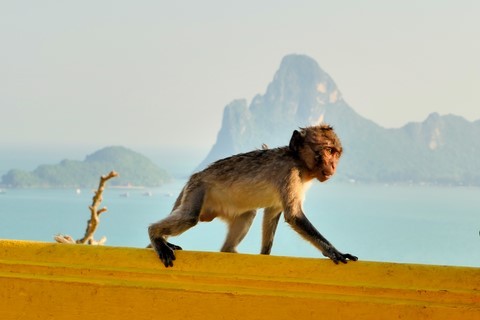 Faune Thaïe