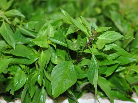 Horapa
