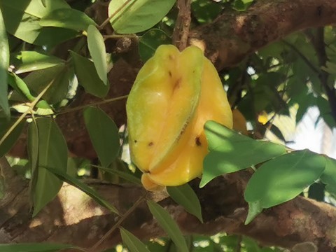 Carambole