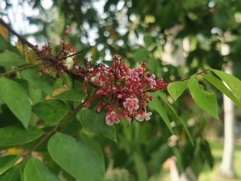 carambole fleur