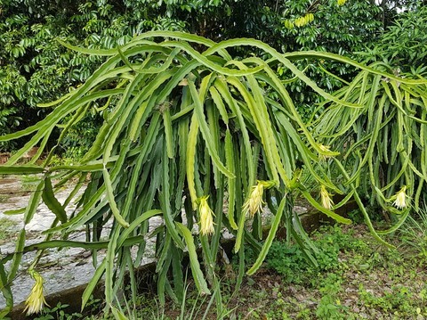 fruit du dragon, pitaya, keo mang kon