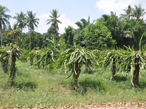 fruit du dragon, pitaya, keo mang kon