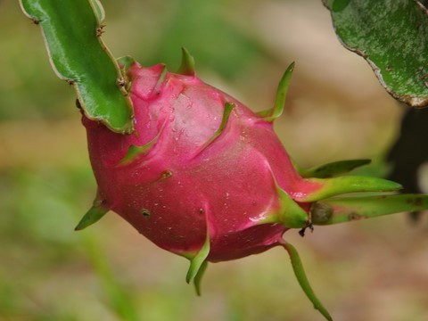 fruit du dragon, pitaya, keo mang kon