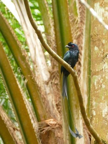 Drongo à raquettes