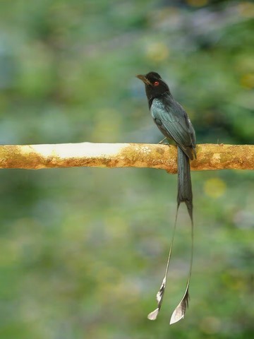 Drongo à raquettes