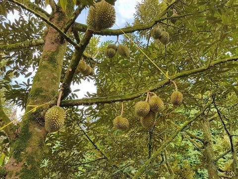 durian arbre