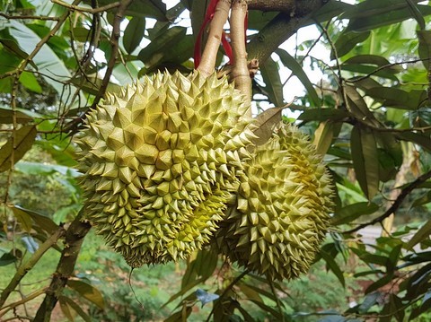 durian