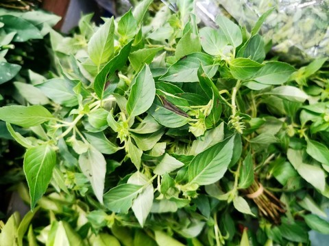 Maenglak, basilic citron