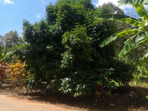 mangoustan, Mankout