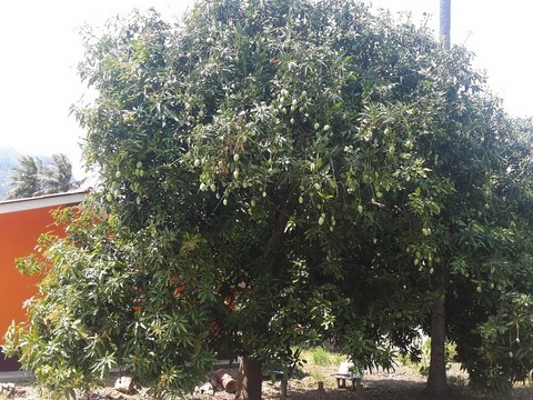 mangue thailande