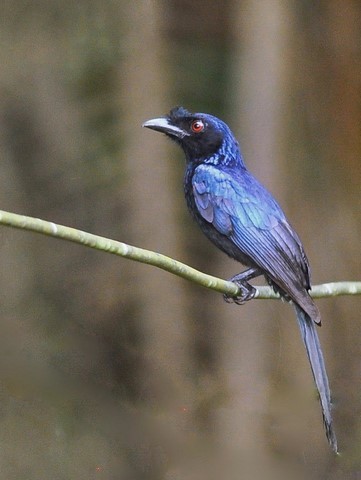 Drongo