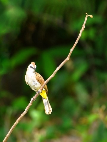 Bulbul goavier