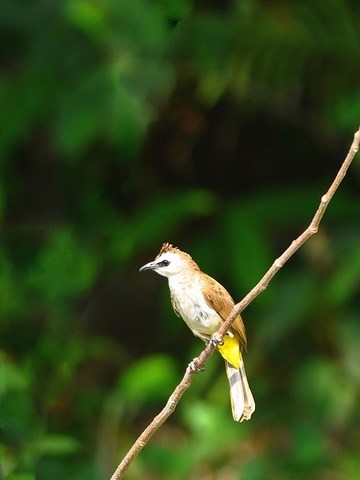 Bulbul Goavier