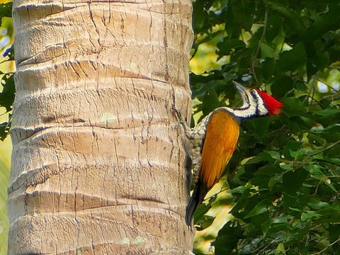 Pic a dos rouge, male