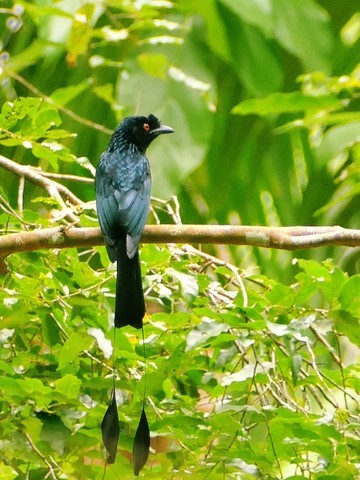 Drongo à raquettes