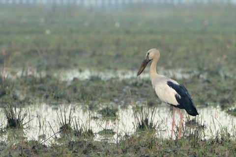 Thale Noi