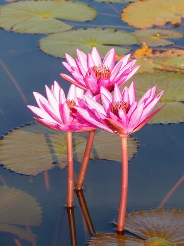 Thale Noi