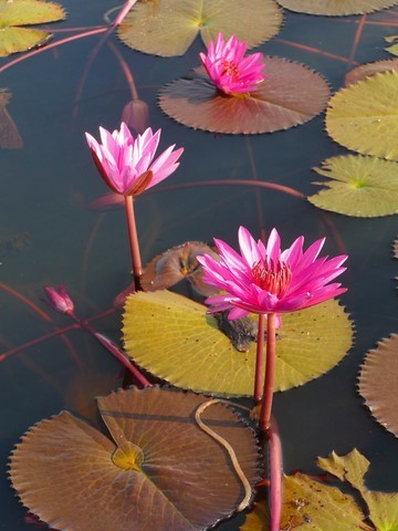 Thale Noi