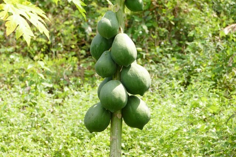 papaye