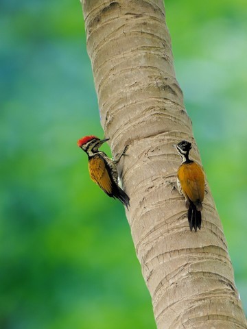Pic a dos rouge, male